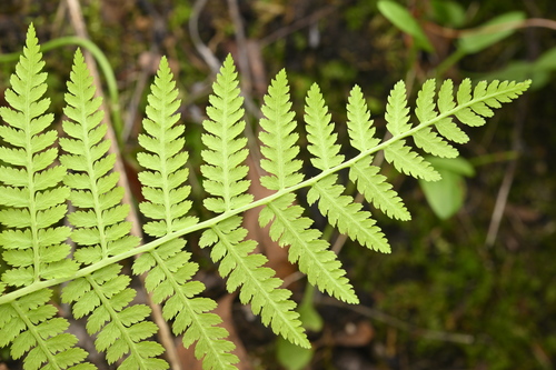 Athyrium yokoscense, photograph 6