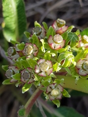 Xysmalobium brownianum