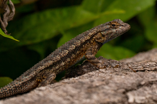 iNaturalist observation photo of Western Fence Lizard