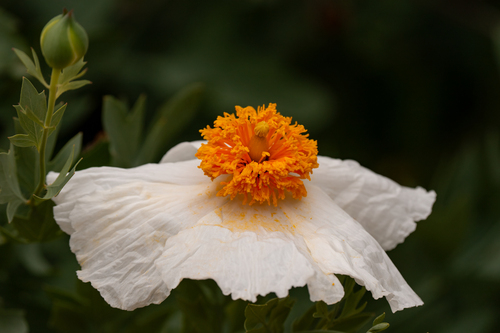 iNaturalist observation photo of Coulter's matilija poppy