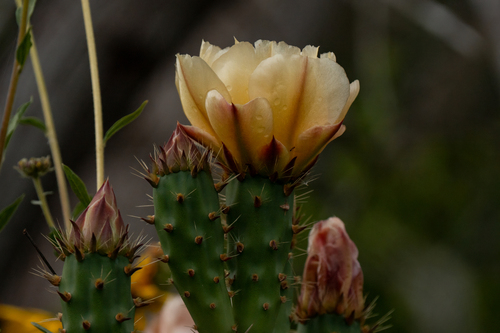 iNaturalist observation photo of Coastal Pricklypear