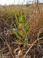 Xysmalobium brownianum