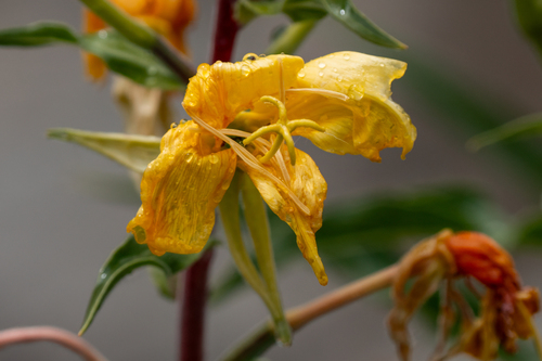 iNaturalist observation photo of tall evening primrose