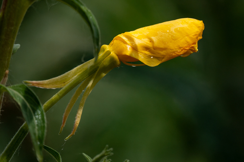 iNaturalist observation photo of tall evening primrose