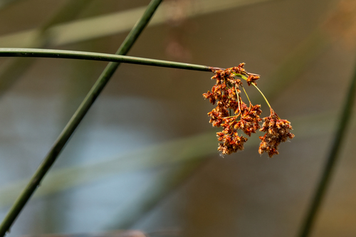 iNaturalist observation photo of California bulrush