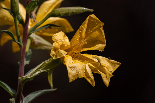 iNaturalist observation photo of tall evening primrose