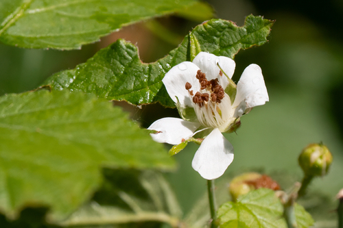 iNaturalist observation photo of trailing blackberry