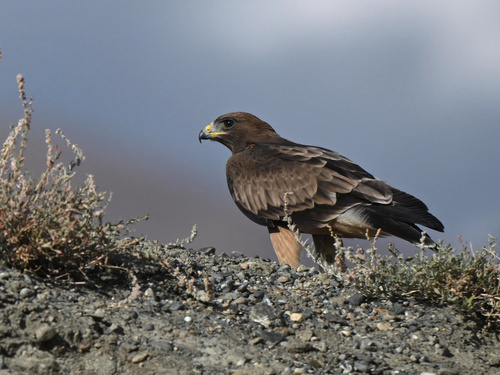 Aquila minore