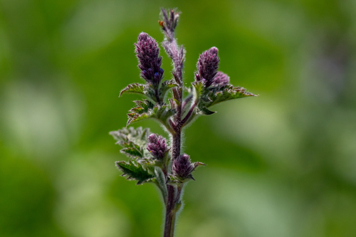 iNaturalist observation photo of western vervain