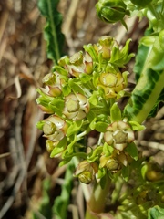 Xysmalobium brownianum