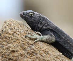 Microlophus quadrivittatus