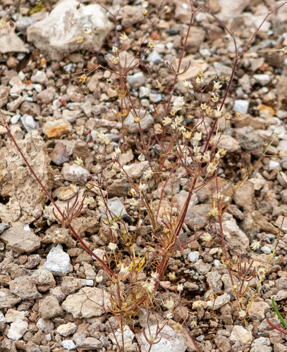 kolenec roľný (Spergula arvensis)