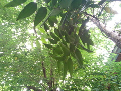 Agathis dammara