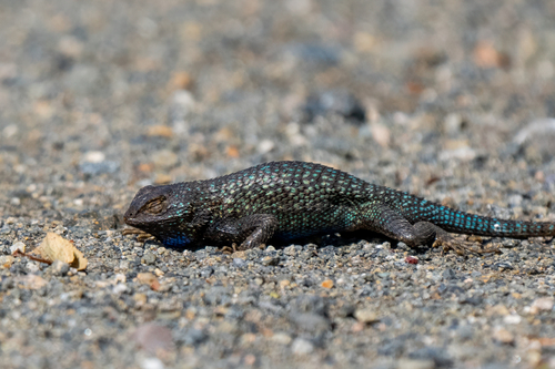 iNaturalist observation photo of Western Fence Lizard