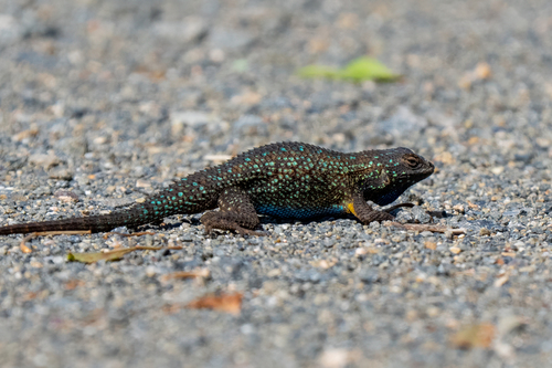 iNaturalist observation photo of Western Fence Lizard