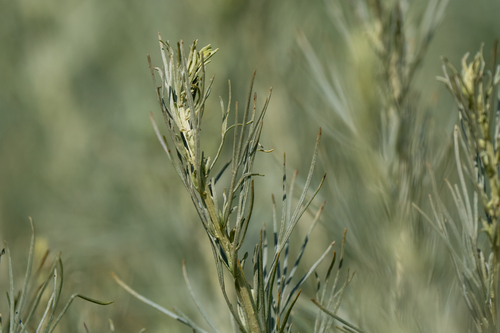 iNaturalist observation photo of California sagebrush
