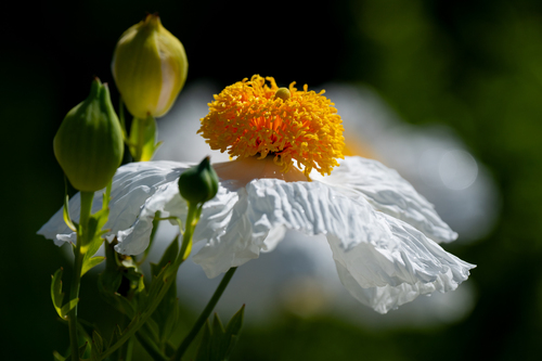 iNaturalist observation photo of Coulter's matilija poppy