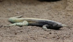 Microlophus quadrivittatus