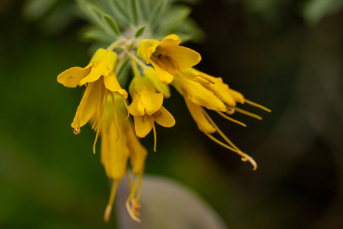 iNaturalist observation photo of Bladderpod