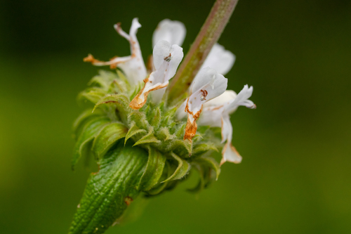 iNaturalist observation photo of black sage