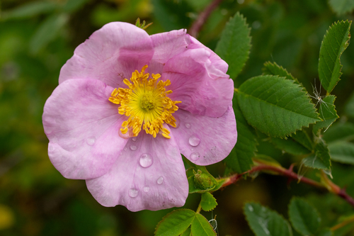 iNaturalist observation photo of California Wild Rose
