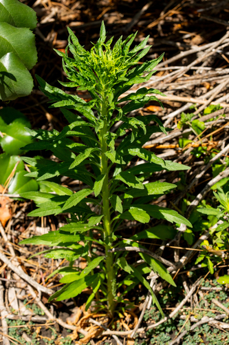 iNaturalist observation photo of horseweed