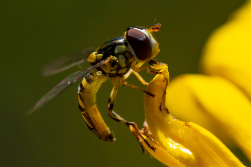 iNaturalist observation photo of Oblique Streaktail