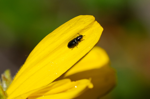 iNaturalist observation photo of Soft-winged Flower Beetles