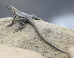 Microlophus quadrivittatus