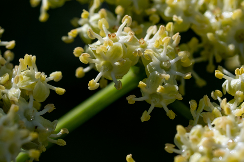 iNaturalist observation photo of Blue Elderberry