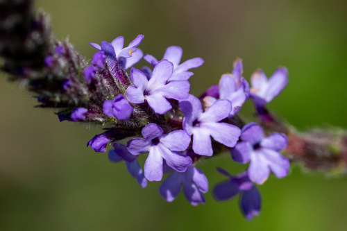 iNaturalist observation photo of western vervain