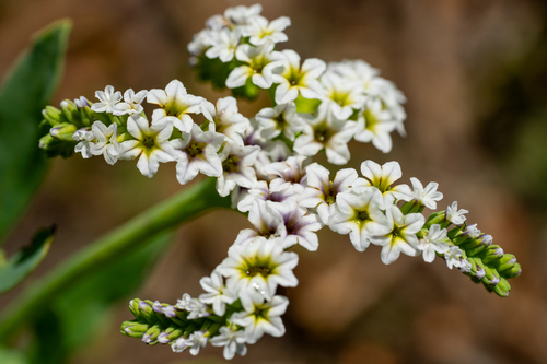 iNaturalist observation photo of alkali heliotrope