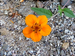 Sclerocarpus divaricatus