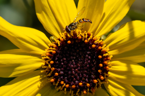 iNaturalist observation photo of Oblique Streaktail