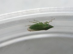 Xerophloea viridis image