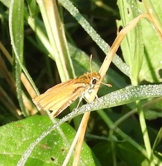 Copaeodes minima