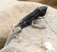 Microlophus quadrivittatus