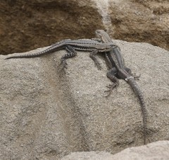 Microlophus quadrivittatus