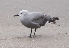 Leucophaeus modestus