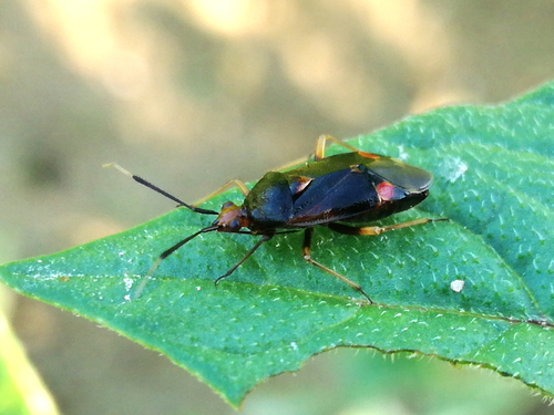 bzdôška premenlivá (Deraeocoris ruber)