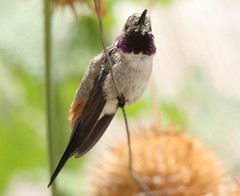 Rhodopis vesper