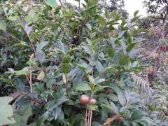 Camellia kissii