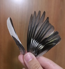 Fringilla coelebs