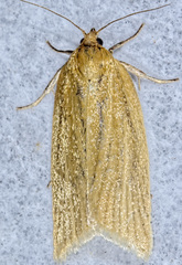 Clepsis clemensiana