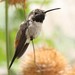 Oasis Hummingbird - Photo (c) Luca Boscain, some rights reserved (CC BY-NC), uploaded by Luca Boscain
