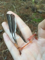 Fringilla coelebs