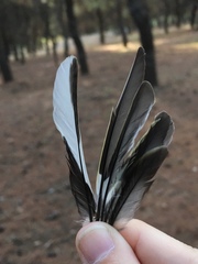 Fringilla coelebs