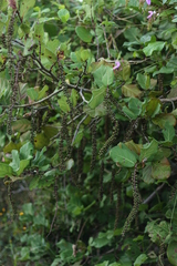 Coccoloba barbadensis