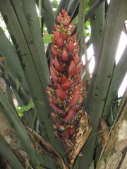 Aechmea fuerstenbergii