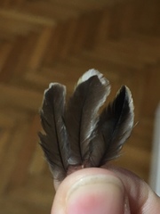 Fringilla coelebs